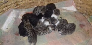 Il Gattile di Cuneo in difficoltà, troppe richieste di accoglienza La Guida - Il Gattile di Cuneo in difficoltà, troppe richieste di accoglienza
