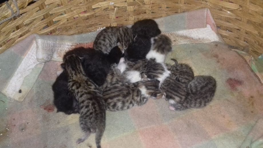 Il Gattile di Cuneo in difficoltà, troppe richieste di accoglienza