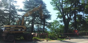 Corso Marconi: “Poca informazione ma l’alberata era da rifare” La Guida - Corso Marconi: “Poca informazione ma l’alberata era da rifare”