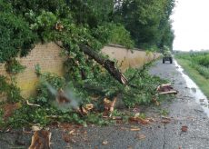 La Guida - Racconigi, crolla un altro albero del Castello