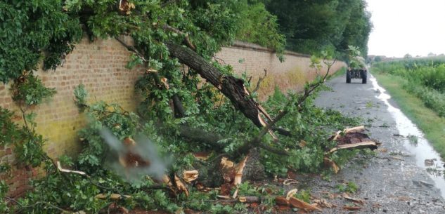 La Guida - Racconigi, crolla un altro albero del Castello