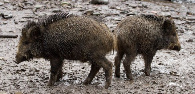 La Guida - Cuneo, il contenimento della fauna selvatica rappresenta una priorità