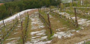 La Guida - Pioggia, vento e grandine flagellano i vigneti delle Langhe