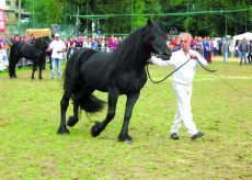 La Guida - A Dronero la mostra del cavallo di Mérens