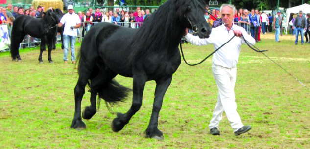 La Guida - A Dronero la mostra del cavallo di Mérens