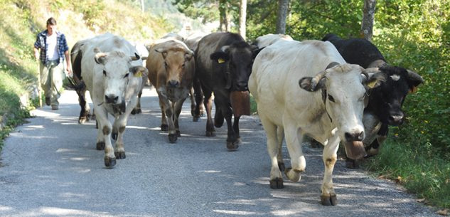 La Guida - Una giornata da margaro in Valle Stura