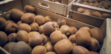 La Guida - Gli effetti del caldo anomalo sulle coltivazioni di kiwi