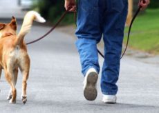 La Guida - Nuova ordinanza per la conduzione dei cani