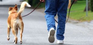 La Guida - Le regole per passeggiare con il cane in zona gialla