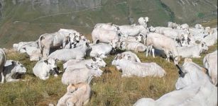 La Guida - Fossano, convegno Cia per parlare di calo del mercato delle carni