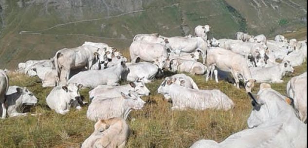 La Guida - Fossano, convegno Cia per parlare di calo del mercato delle carni