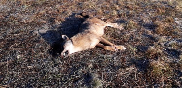 La Guida - Ritrovato un lupo morto sulla provinciale della valle Varaita