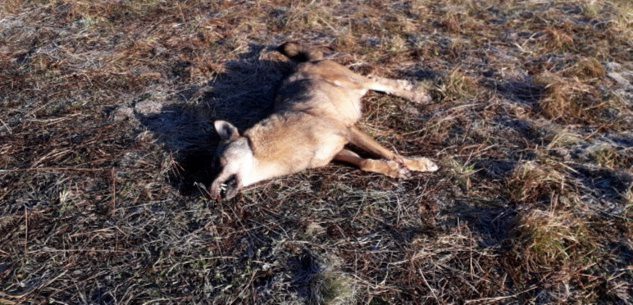 La Guida - Necroscopia alla lupa morta a Melle