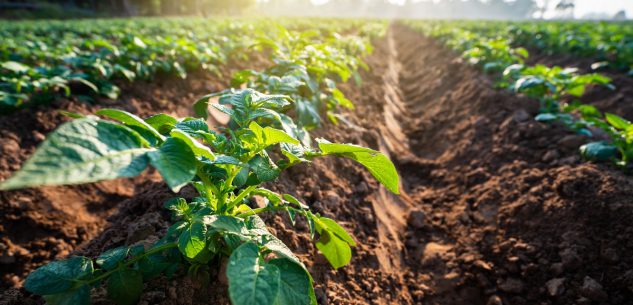 La Guida - Aperte le iscrizioni al corso di agricoltura “La cultura/coltura del verde”