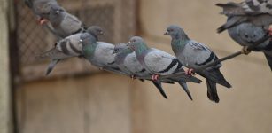 La Guida - Piano di controllo del piccione prorogato per altri tre anni