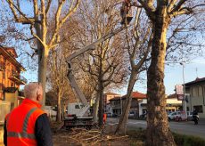 La Guida - Al via i lavori per la valorizzazione del viale alberato di Verzuolo