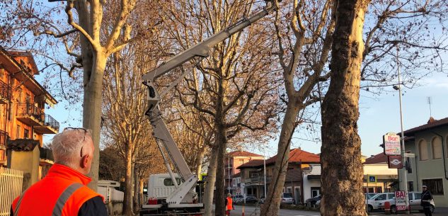 La Guida - Al via i lavori per la valorizzazione del viale alberato di Verzuolo