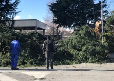 La Guida - Il vento fa disastri su strade e piazze con alberi spezzati