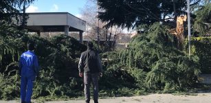 La Guida - Il vento fa disastri su strade e piazze con alberi spezzati