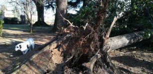 Abete secolare abbattuto dal vento in Villa Oldofredi Tadini La Guida - Abete secolare abbattuto dal vento in Villa Oldofredi Tadini