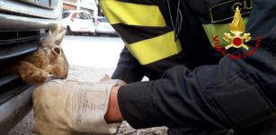 Lepre incastrata nel muso di un’auto, salva La Guida - Lepre incastrata nel muso di un’auto, salva