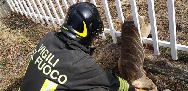 La Guida - Liberato un capriolo rimasto incastrato in una recinzione