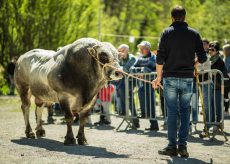 La Guida - Frabosa Sottana, la Fiera di San Giorgio 2020 non si farà