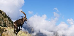 La Guida - Da cento anni lo stambecco è ritornato sulle Alpi Marittime