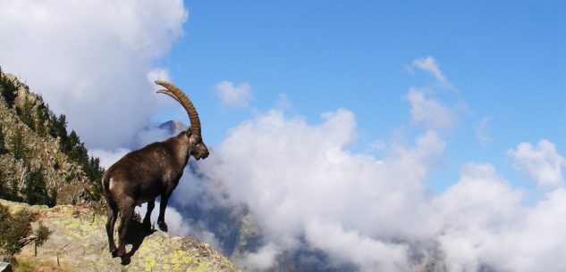 La Guida - Da cento anni lo stambecco è ritornato sulle Alpi Marittime