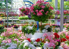 La Guida - È consentita la vendita al dettaglio di fiori e piante