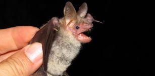 La Guida - I pipistrelli di Staffarda non trasmettono il Covid-19