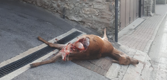 La Guida - Cerva sbranata dai lupi nel centro di Aisone