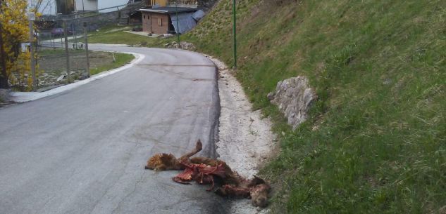 La Guida - Cerva sbranata dai lupi in centro a Pietraporzio