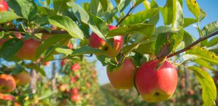 La Guida - Cia Agricoltori Italiani attiva un sistema di incontro domanda ed offerta nel mondo rurale