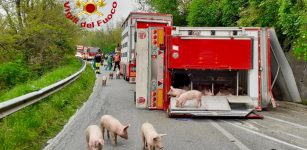 La Guida - Si ribalta rimorchio pieno di suini a Sant’Albano Stura