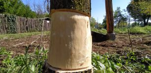 Al Parco fluviale lavori di contenimento ed eradicazione dell’ailanto La Guida - Al Parco fluviale lavori di contenimento ed eradicazione dell’ailanto