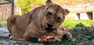 La Guida - Un aiuto per il “Parco Safari delle Langhe”