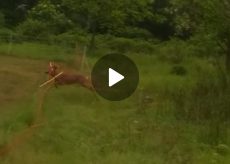 La Guida - Salvato un capriolo rimasto imprigionato nella zona del parco fluviale di Cuneo (video)