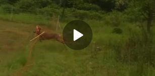 La Guida - Salvato un capriolo rimasto imprigionato nella zona del parco fluviale di Cuneo (video)