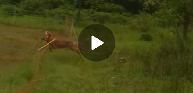 La Guida - Salvato un capriolo rimasto imprigionato nella zona del parco fluviale di Cuneo (video)