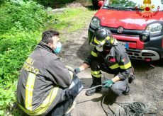 La Guida - Vigili del fuoco intervengono per salvare un cane caduto nel fiume