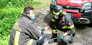 La Guida - Vigili del fuoco intervengono per salvare un cane caduto nel fiume