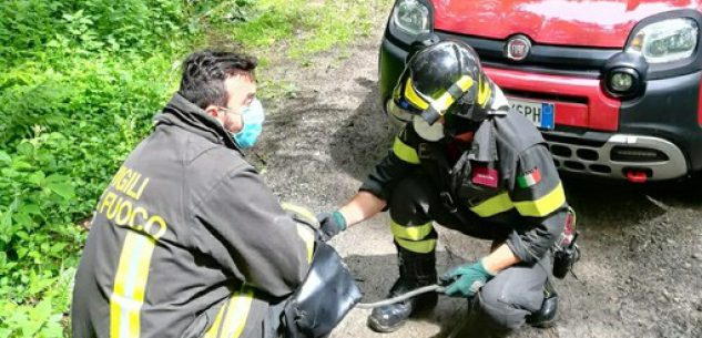 La Guida - Vigili del fuoco intervengono per salvare un cane caduto nel fiume