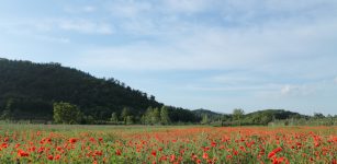 La Guida - Migliaia di papaveri colorano di rosso il campo alle porte di Caraglio, sembra un quadro