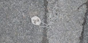 La Guida - La sindaca Zucco striglia i suoi concittadini
