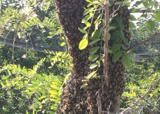 La Guida - “Assembramento” di api su un’acacia, festa sotto il sole