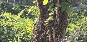 La Guida - “Assembramento” di api su un’acacia, festa sotto il sole