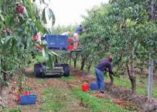 La Guida - Lavoratori della frutta, “Regione e Prefettura scendano in campo”