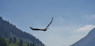 Castelmagno, è tornata a volare libera l’aquila reale avvelenata curata dal Cras di Bernezzo La Guida - Castelmagno, è tornata a volare libera l’aquila reale avvelenata curata dal Cras di Bernezzo