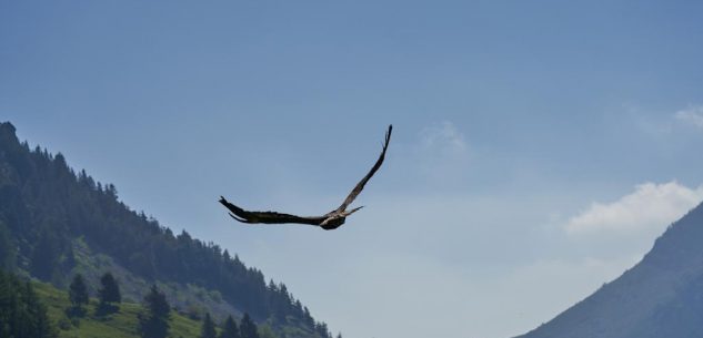 La Guida - Castelmagno, è tornata a volare libera l’aquila reale avvelenata curata dal Cras di Bernezzo